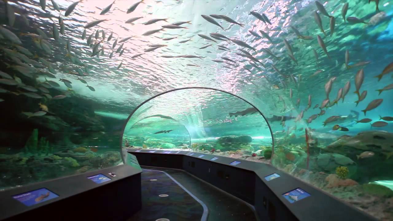 Ripley's Aquarium